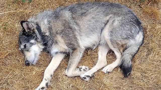 A grey and tan dog sleeping on sun browned grass.