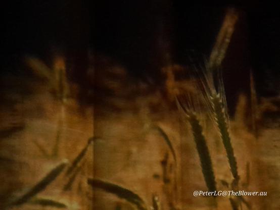 Wheat in a field.