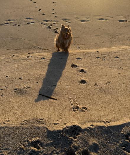 Red merle australian shepherd running over sand hills.  His ears and fur are visibly blowing back.  Prints can be seen in the sand.  His long morning shadow is to viewer's left