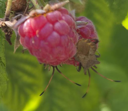 Red raspberries with two brown bugs with down pointing antennae. The body of one of the bugs is hidden behind a raspberry.