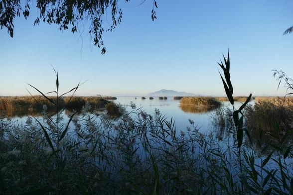 Eine weite Wasserlandschaft mit viel Schilf und einem hängenden Ast im Vordergrund. Im dunstigen Hintergrund ein Berg und ansonsten stille Wasseroberfläche mit Schilfinseln.