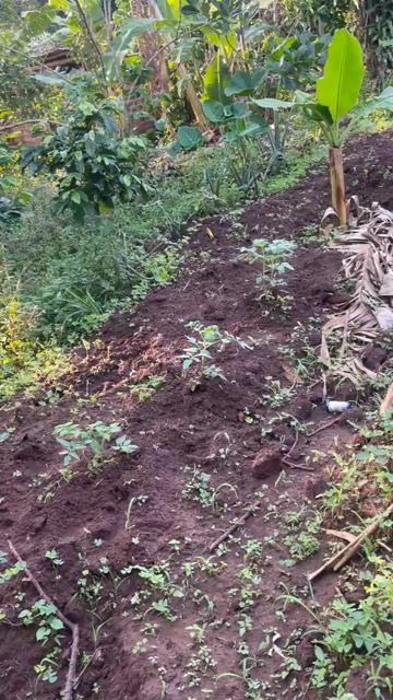 Teaching young people how to grow tomatoes , bananas and produce food.