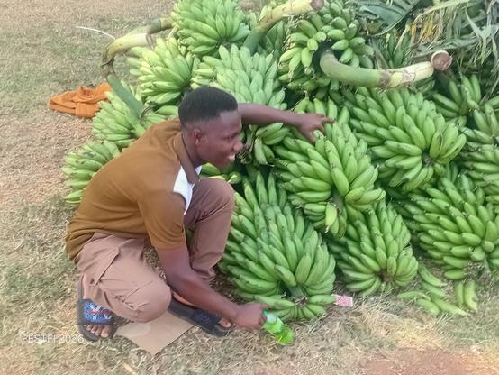 Harvested bananas before being served among the vulnerable families.