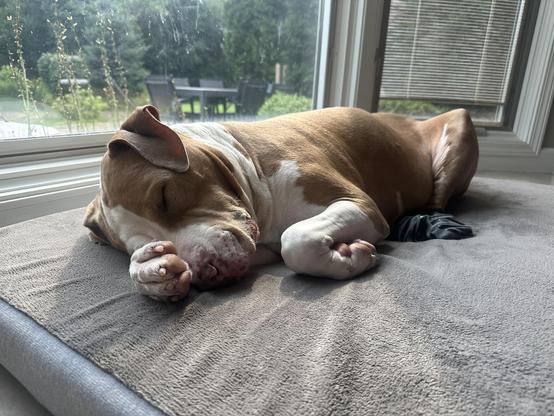A brown-and-white dog sleeping deeply on a gray dog bed with its front paws tucked up near its face, lying next to a large window overlooking a green backyard.