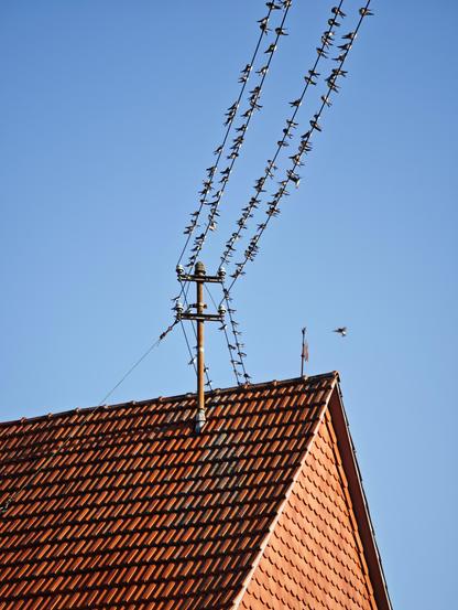 Auf einer Stromleitung sitzen hundert Rauchschwalben.