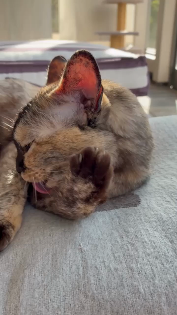 Our tortie burmese catgirl lounging on her pillow in the evening sun, licking her left arm (aka foreleg if she was an animal)