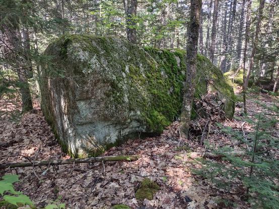 A huge hunk of rock, much taller than me, sitting in the middle of a forest. It has a thick layer of moss, with more moss and lichens on it's side, with baby mountain maple growing on top and older trees growing along its bottom.