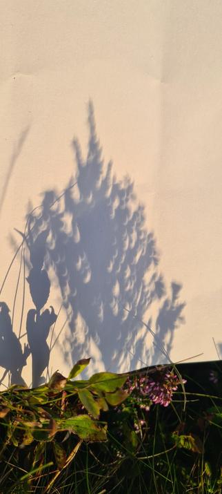 A shadow of some heather and its flowers on the white paper previously shown. The spaces within the shadow are also little crescents.