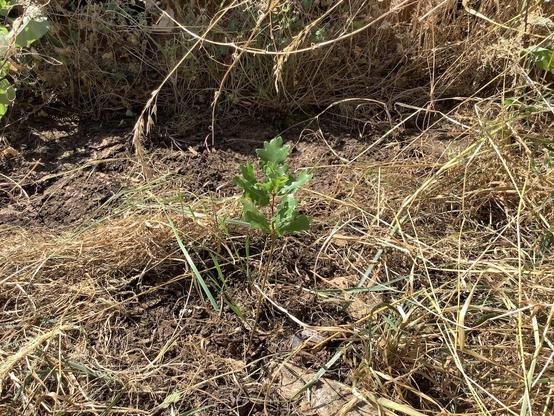 A very small oak sapling with lovely, dark green leaves in the midst of dry weeds.