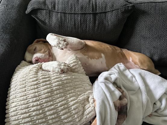 A tan and white pit bull-type dog sleeping deeply on its back on a dark gray couch, resting its head on a textured white pillow with a white blanket covering its lower body.