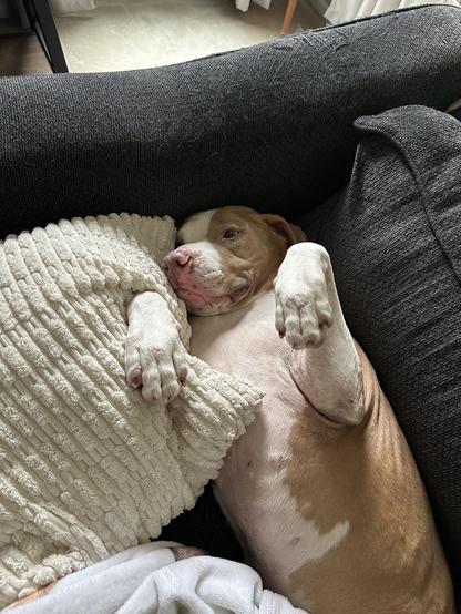 A tan and white pit bull-type dog lying on its back on a dark gray couch, holding one white paw against a textured cream-colored pillow while raising the other paw in the air and looking toward the camera.