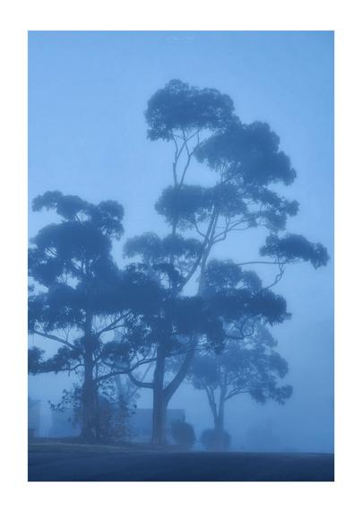 A portrait oriented photo of three large eucalyptus trees emerging from the fog in the morning winter gloom, on a quiet suburban street.