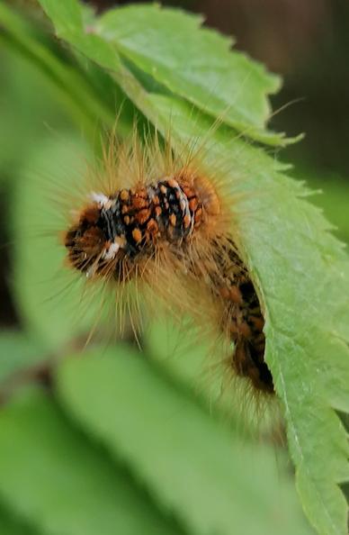 Eine Raupe mit orangen und weissen Flecken und langen borstigen Haaren schaut unter einem halb angefressenen grünen Blatt hervor.