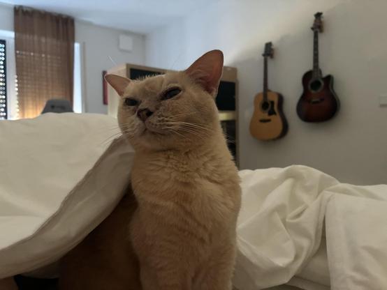 Our cream burmese catlady, who usually isn‘t snuggly at all emerges from THE BLANKET after having extensively snuggled with a human person.