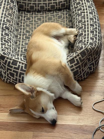 Ole, Beloved of the Aesir and Vanir, a handsome six month old Corgi sleeps in and out of his bed about 50/50.