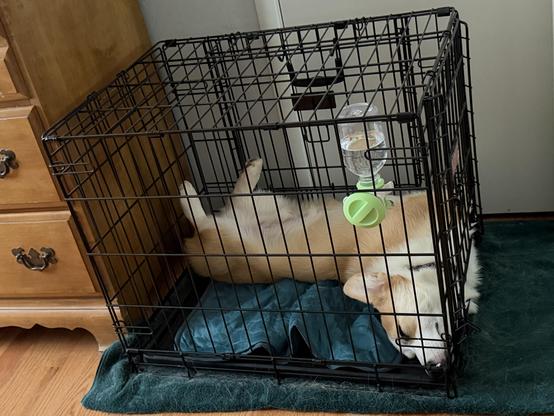 Ole, Beloved of the Aesir and Vanir, sleeps on his back in his crate, legs in the air, just don't care.