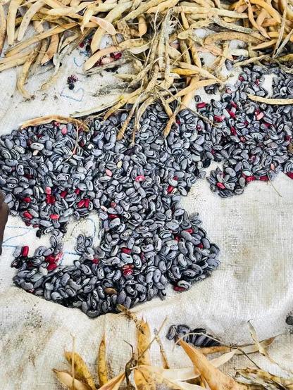 Bean seeds ready to get planted.