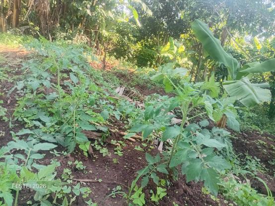 Tomatoes at the flowering stage.