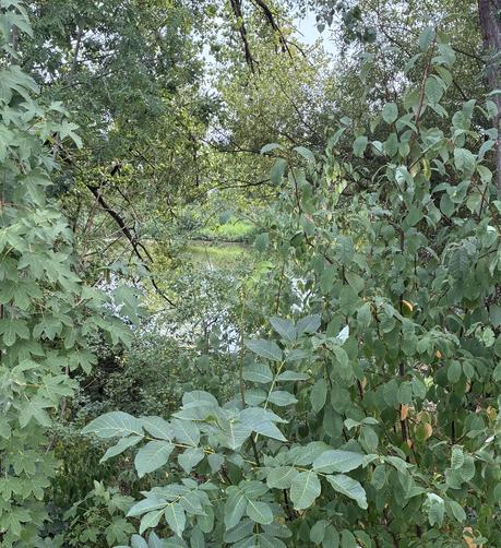 Blick durch ein Loch im Gebüsch auf eine grüne Wasserfläche.
Hier ist alles grün aber die Wahrheit ist: das braune im Originalbilder habe ich abgeschnitten.