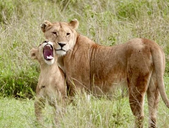Standing in deep, shaggy grass, a relaxed mother lioness stares at the camera while her cub stands leaning against her, nuzzling mom’s cheek, its mouth open in a yawn or playful baby roar.