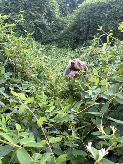 The head of a red merle australian shepherd, pink tongue hanging out, in a sea of green leaves and vines
