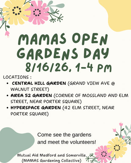MAMÁS open gardens day, 8/16/26, 1-4 pm!
Come by any of these gardens between 1-4pm to meet other volunteers and learn about the MAMAS Gardening Collective:
Central Hill garden (Grand View Avenue at Walnut Street, near Somerville Central Library)
Area 52 garden (corner of Mossland and Elm Street, near Porter Square)
Hyperspace garden (42 Elm Street, near Porter Square)