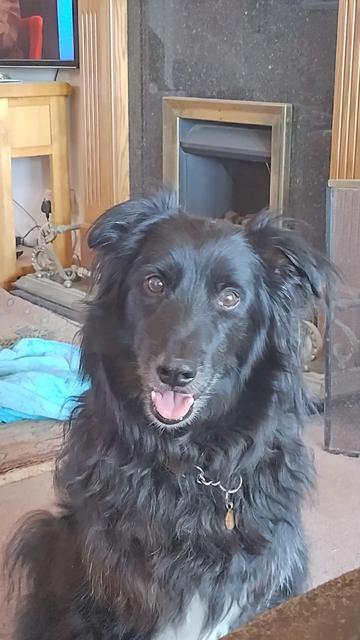 A black collie type dog, looking directly at the camera, his head cocked slightly to the right, and his mouth open in what can only be described as a smile.