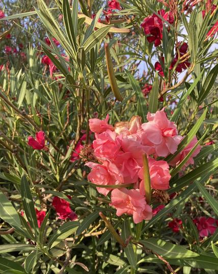 A cluster of pinkish-salmon-colored double oleander blooms in front of a red oleander bush that has just a few blossoms remaining. All blooms are nestled among the shrubs’ very spiky, narrow green leaves. A bit of cloudy blue sky is seen behind the bushes, and the flowers glow in late afternoon sunlight.