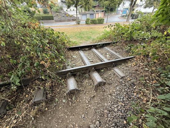 A small section of railway track covered in brambles on both sides.