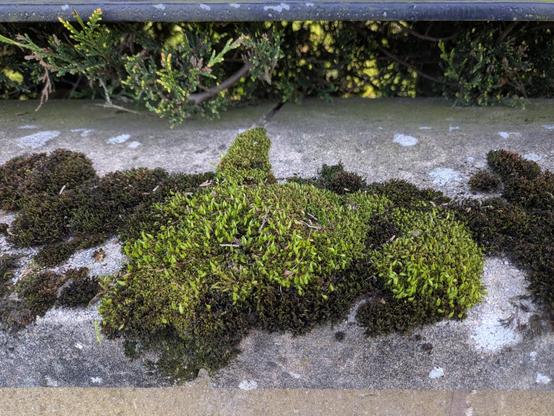 A picture of some light green feathery moss sitting on a bed of dry moss on a stone wall.