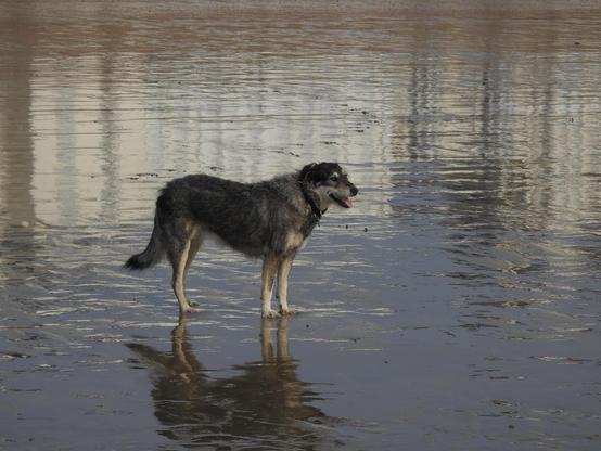 A grey and tan dog standing on a beach at low tide. The film of shallow water over the sand reflects her, and a row of otherwise unseen white buildings behind.