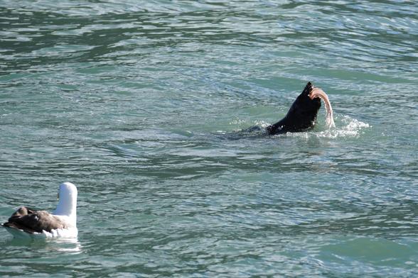 A seal in the water has captured a squid and is in the process of eating it. An albatross unsuccessfully tried to steal the squid and is now just sitting nearby in case the seal messes up or something.