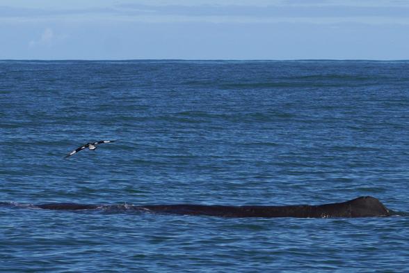 A Cape Petrel (black with white spots) flies above a sperm whale on pretty calm waters.