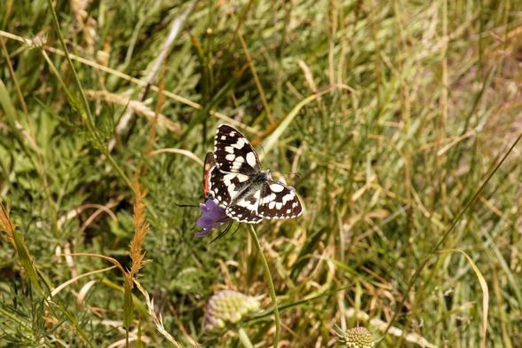 Near Courmayeur: two butterflies on a thistle, though you can really only see the marbled white (again, black and white) and some orange underneath.