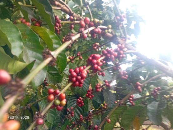 Ripe coffee seeds ready for harvest