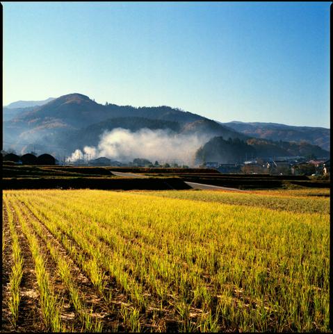 view over a rice field towards a low mountain range, with smoke in the valley. the light is early morning, everything is very bright and vivid.