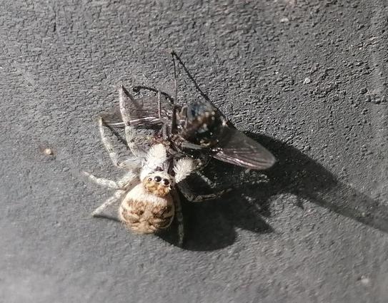 Eine kleine weiß-grau-beige Spinne schleppt ihre erbeutete Fliege, die größer ist als sie selbst über einen grauen Stein. Sie hat ganz puschelige Fühler und große Augen.