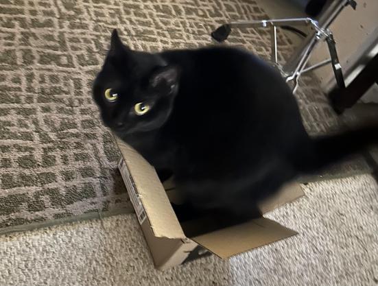 A small black cat sits in an even smaller cardboard box.  She does not fit, and looks up in wide-eyed surprise.