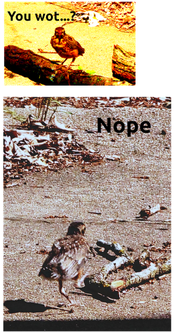two-panel meme, using heavily degraded photos of an adolescent bird.  top: bird facing camera, caption: "you wot...?"  bottom: bird high-stepping it away, caption: "Nope."
