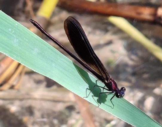 Eine bronzene Prachtlibelle sitzt auf einem grünen Grashalm, auf den sie ihren Schatten wirft. Sie sieht fast schwarz aus mit großen Kulleraugen.