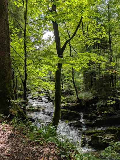 A creek in a wood is falling over several small waterfalls. The foliage is a lush light green, the stones in the river are overgrown with moss, and the undergrowth is dense. The water is white and frothy where it falls over the stones. It's idyllic, and a very welcome change from the crispy dry grass we have at home.