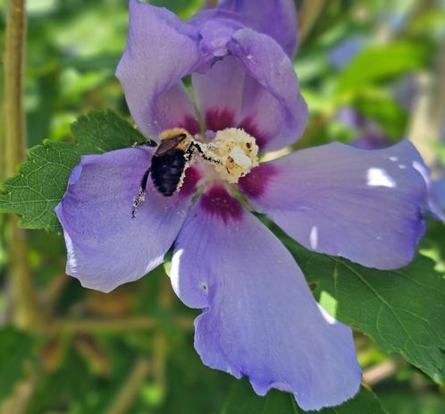 Bumblebee (guessing Bombus variabilis) tending a Rose of Sharon (Hibiscus syriacus) bloom in my yard. Bumble, facing away from the camera, has lots of gathered pollen. Flower petals are mostly purple; green leaves form the background