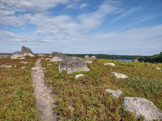 A footpath up a knoll through wild blueberry bushes, starting to turn flame red, and large random granite boulders. On the far side is a glimpse of the long tidal pond behind. Above, white puffy and streaky clouds decorate the blue sky.
Salt Pond Blueberry Barrens, Sedgwick, Maine, USA.