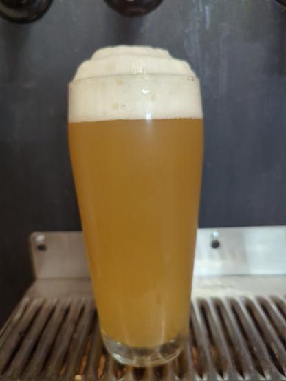 A willi becher glass full of opaque yellow beer with a good amount of foam on top, extending out of the glass
