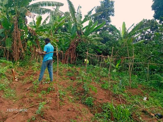 Working in tomato garden to teach children how flowering tomatoes are prevented from diseases and underground pests by supporting them on strings.