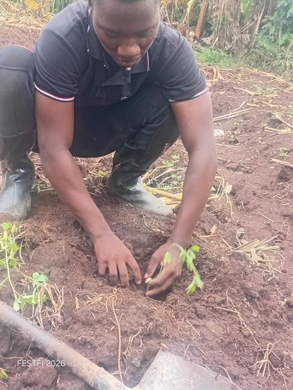 A tomato being planted to show children how they should plant tomatoes.