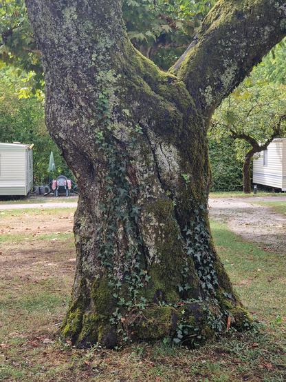 A really fat trunk, with a huge branch on the grass. Left and right in the background are mobile homes