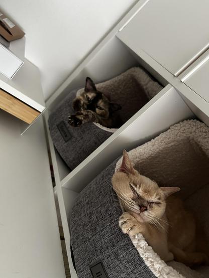 Our two burmese girls chilling in identical beds arranged in a book shelf. The cream one dreams away in the front. The tortie one is watching through half closed eyes.