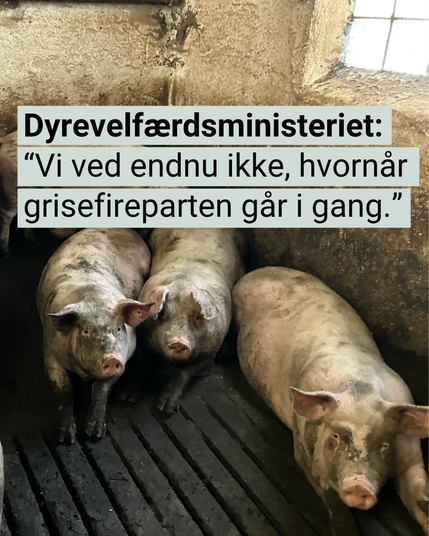 Grise, der er smurt ind i afføring på en svinefabrik