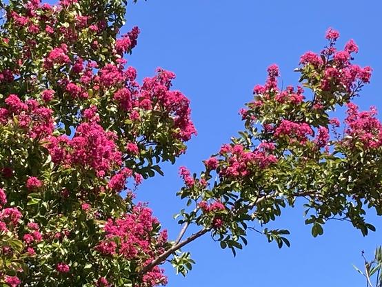 Brilliant blue sky background with branches of raspberry-colored crape myrtle blooms and varied-colored green leaves. The left frame is filled with the tree and one branch extends upward & to the right. The blooms are upside-down cone shaped, formed into clusters.